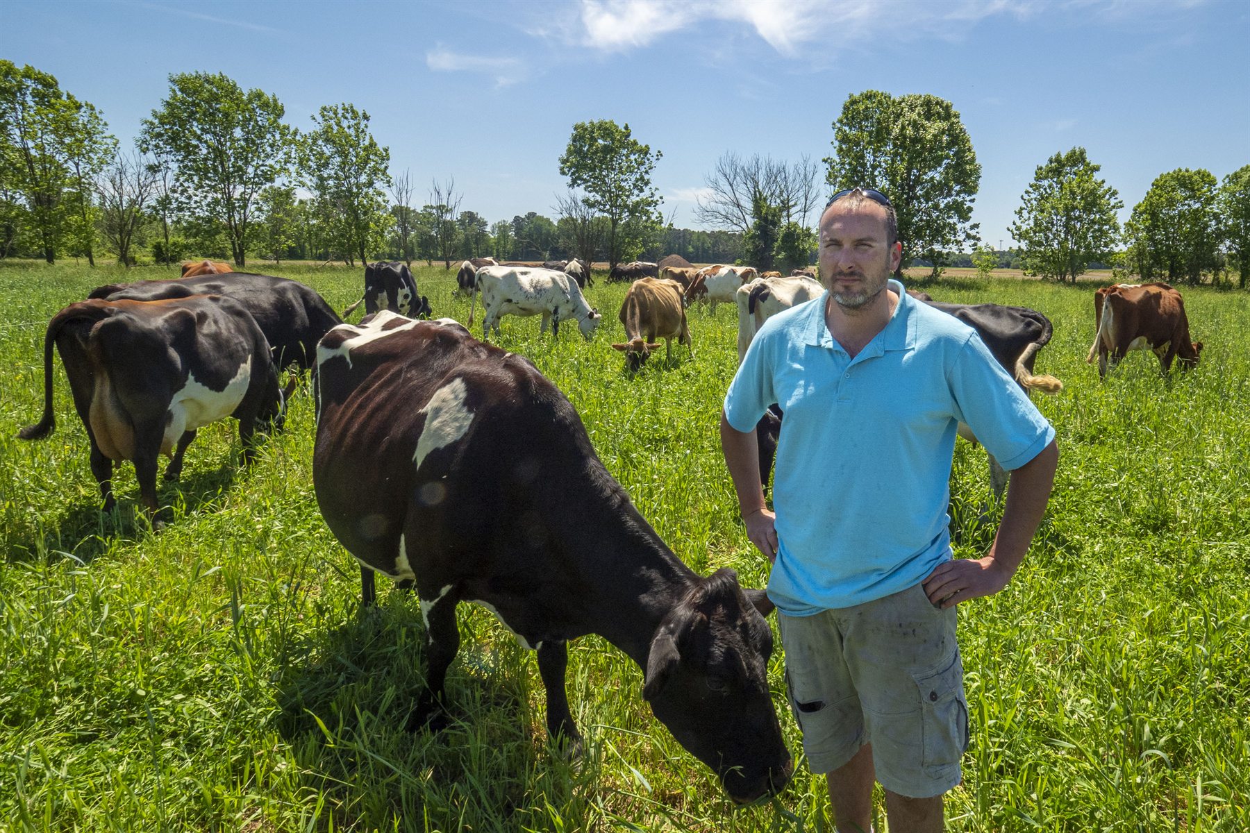 Landwirt steht bei seiner Herde auf der Weide