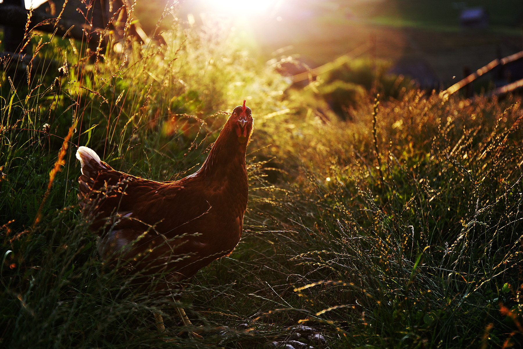 Huhn im hohen Gras im Gegenlicht