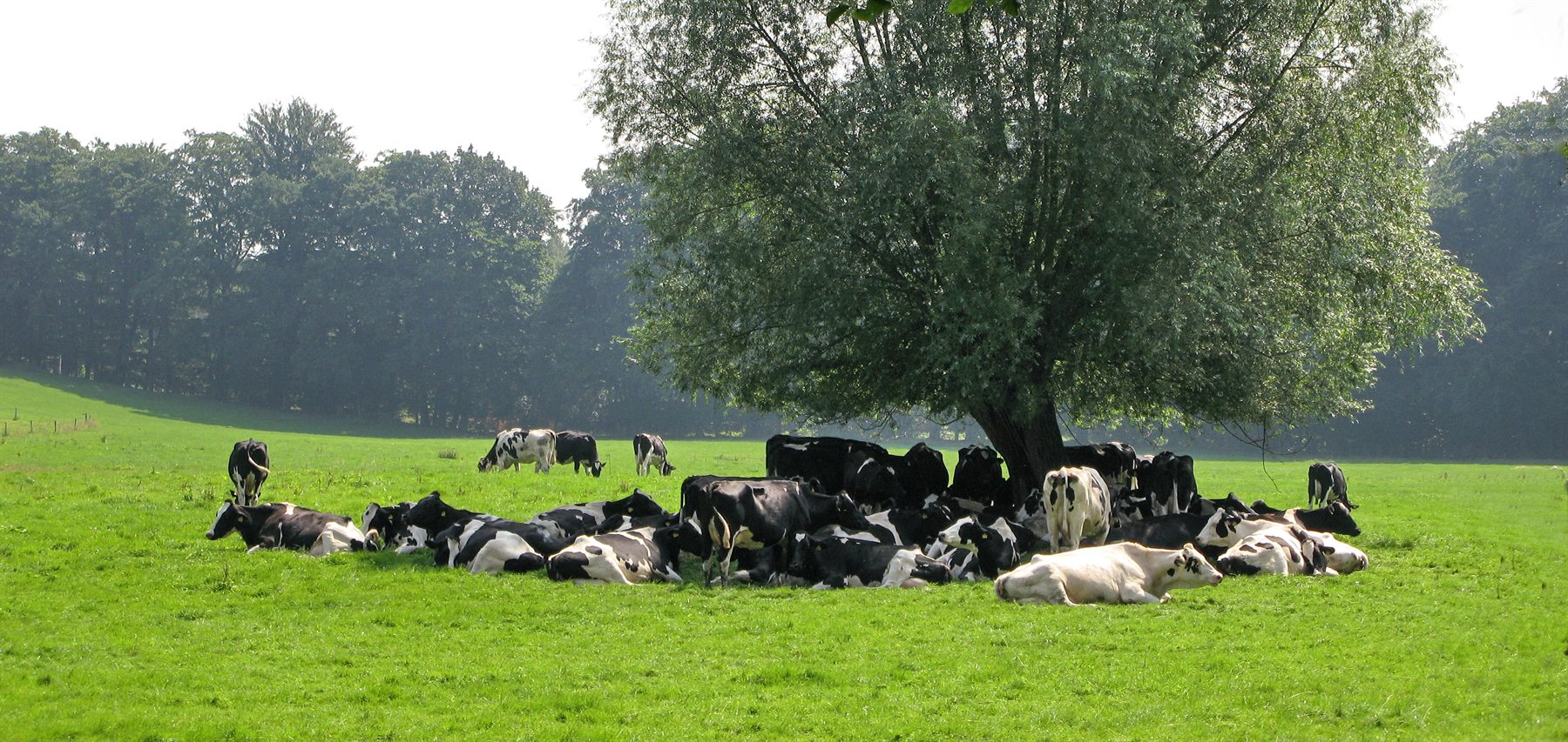 Milchviehherde auf der Sommerweide