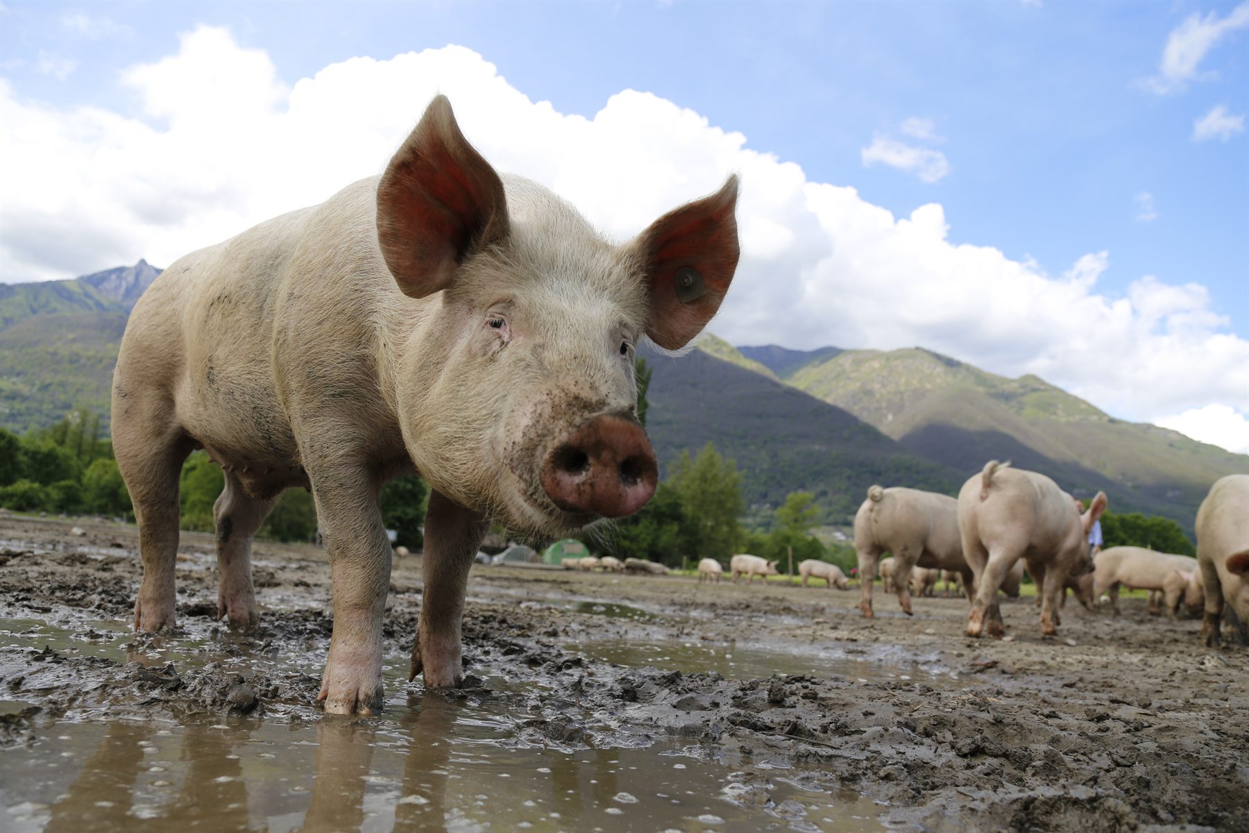 Schweine im Freiland auf einer Weide